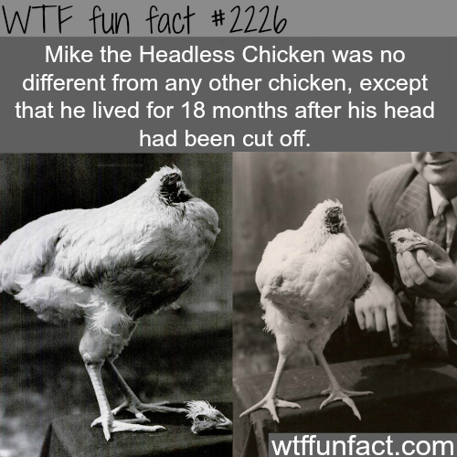 funny-fact7